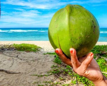 7 Best Coconut Water Brands, Ranked Based on Taste (2022)