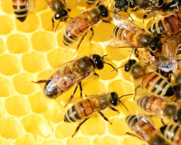 Is Kanuka Honey a Better Option Than Manuka Honey?