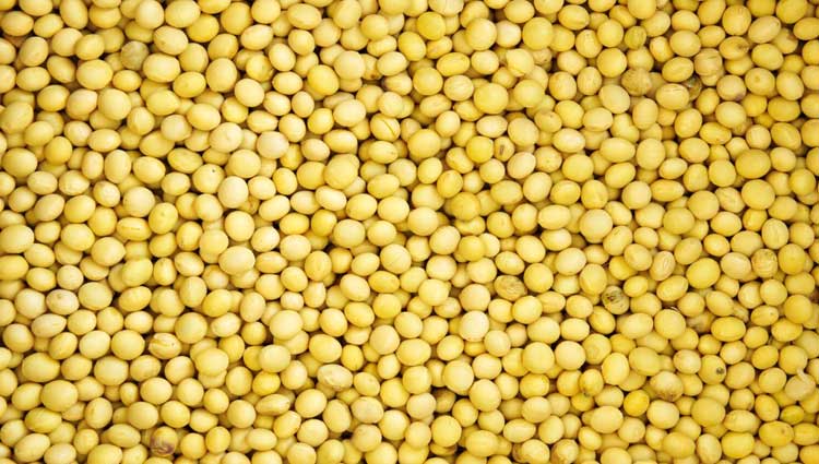 yellow soybeans
